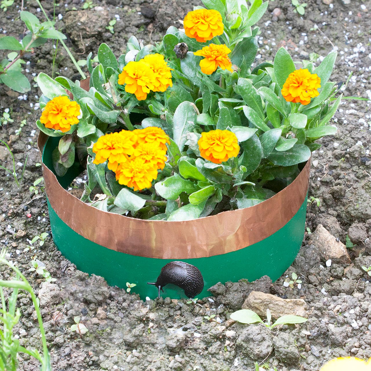 Slug & Snail Barrier Circles